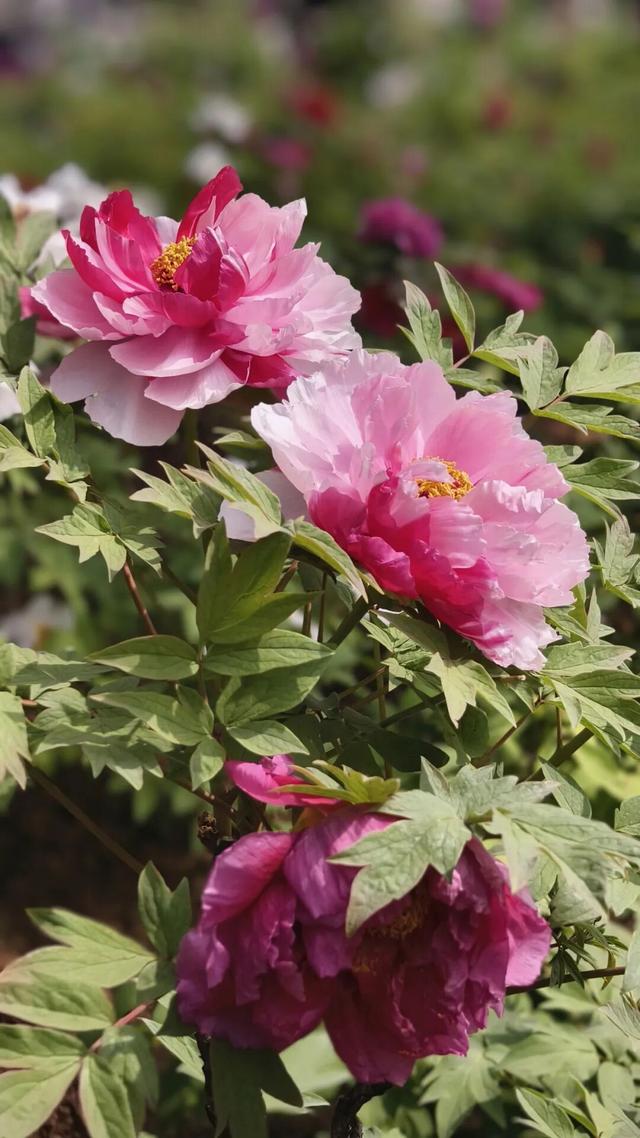 护航牡丹文化节丨黑的白的红的黄的紫的绿的蓝的