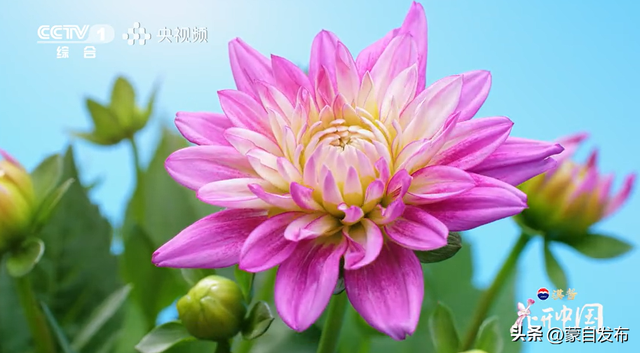 蒙自花开上央视！诚邀晒图，评论区专“宠”鲜花！