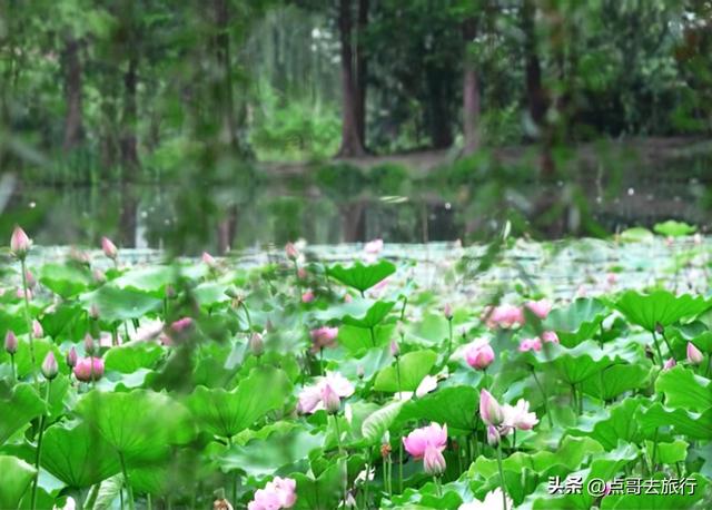 成都湿地公园最大规模荷花开了，100亩荷塘非常惊艳，太适合拍照