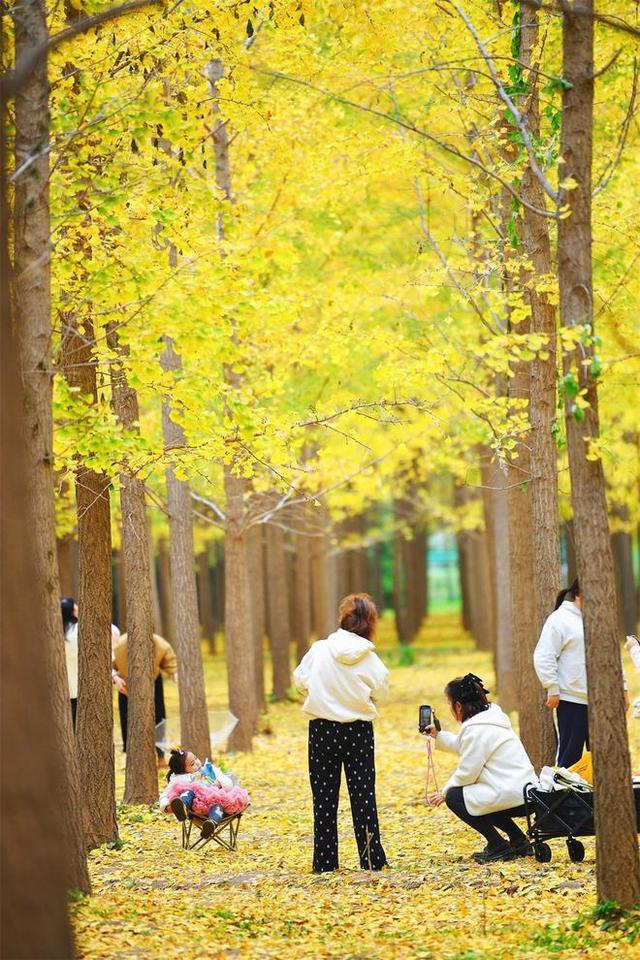 西安汉阳陵银杏林迎来了一年中最绚烂的时刻