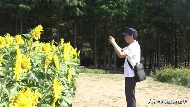 走进梵高油画！南通这里藏着一片金色花海