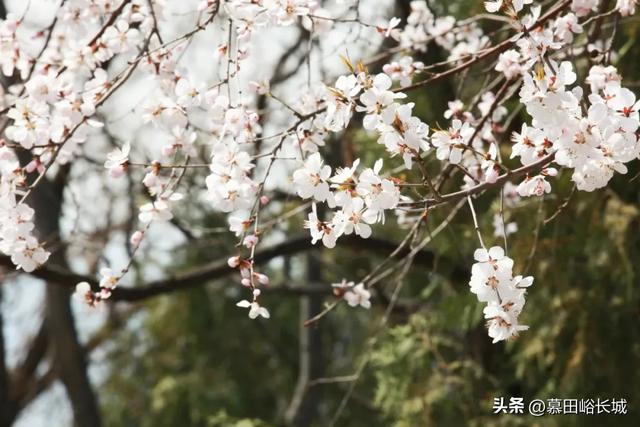 清明踏青正当时|慕田峪长城赏花点位奉上~