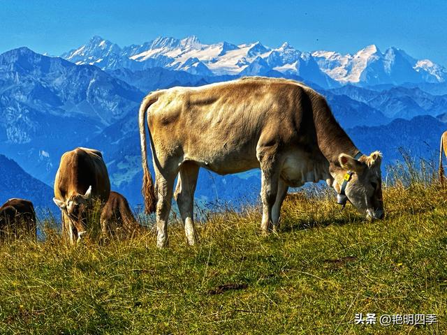 欧游杂记（5）‖ 齿轮火车几上几下瑞吉山，缆车凌空飞跃韦吉斯