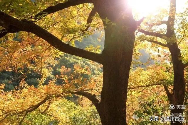现场报道:这条离市区很近的著名红枫古道已枫情万种,徒步正当时