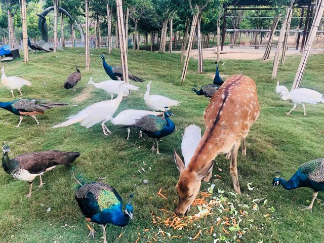 畅游龙城，一路生花——诸城春日精品旅游线路推荐