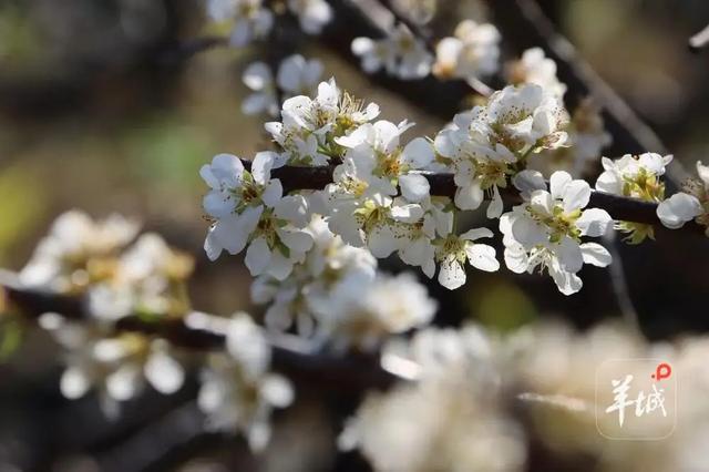 千树万树“李”花开！广州从化桂峰村迎来南国“雪”景