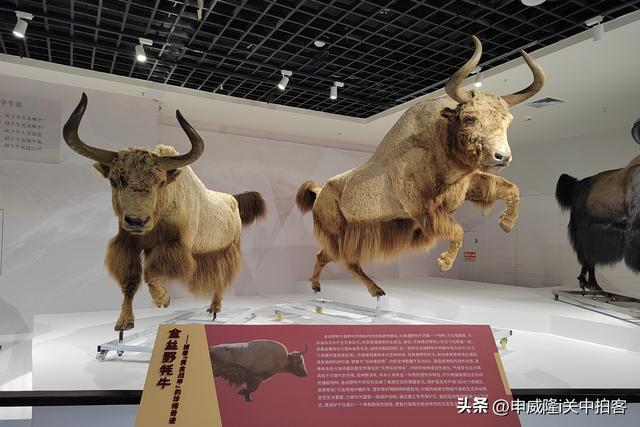 拉萨市：参观西藏牦牛博物馆