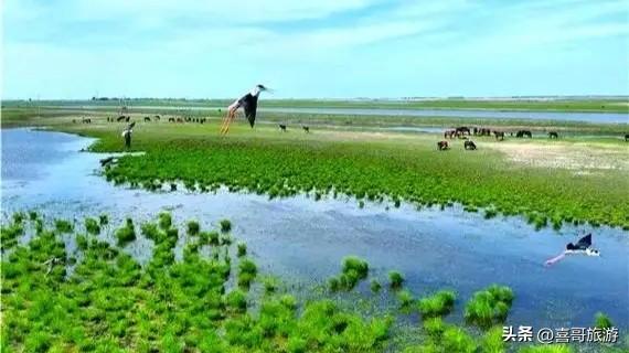 莫莫格国家级自然保护区：天地无垠处，万羽共徘徊