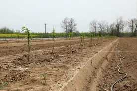 盐湖区：解锁上郭乡农业的“三新”密码图片