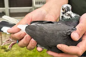 利蒙治长距离大赛：一羽不起眼的花鸽夺冠，鸽友：白给我都不要图片