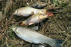 野钓绝杀饵料：老玉米4个经典配方，江河湖库通杀大鱼图片