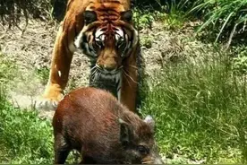 四川曾到处是老虎，大熊猫为何没有被吃绝？图片