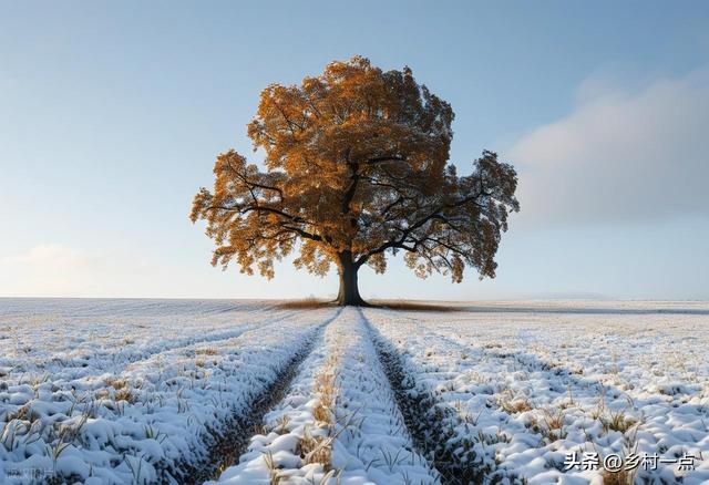 “上午立冬冻死牛，下午立冬暖烘烘”，今日立冬不一般	，有啥说法
