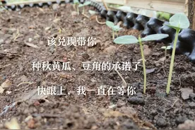 答应我！这次一定要好好的跟我一起种秋黄瓜、豆角，不准再失败了图片