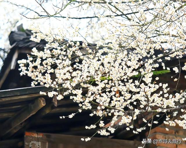 成都3000亩梅林开花了，被称为成都“小林芝”，非常震撼，免费！