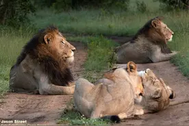 塔拉马蒂狮群（ Talamati Pride ）的历史由来与现状更新图片