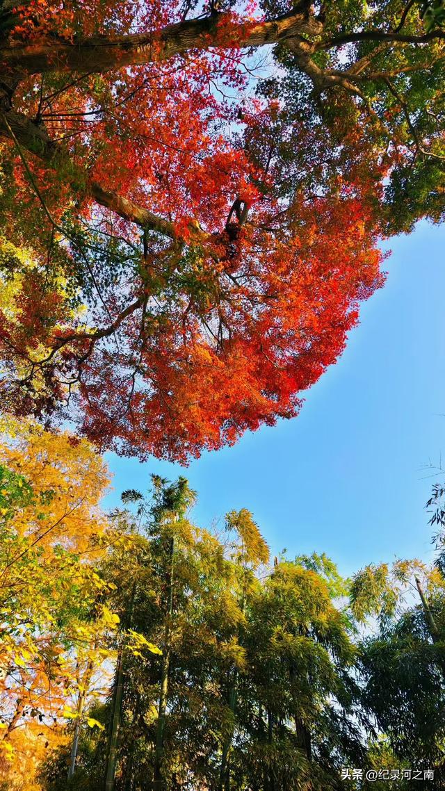 莫干山的秋色是美丽的但千想万想没想到人生第一次拉胯徒步竟在此