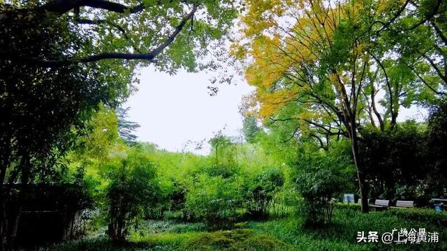 黄浦的秋：色彩与诗意“交响”