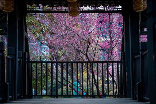 “春假”去哪玩儿？台儿庄古城18周岁及以下青少年门票免费，那就带娃一起来台儿庄书写专属你们的春天！