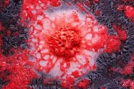 《自然》重磅！只学一年医未能当医生，他却可能终结70%癌症死亡图片