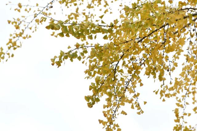 余庆的初冬，就藏在这些地方！