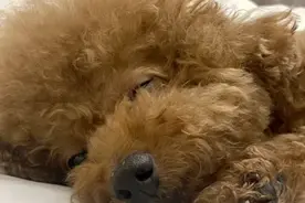 狗总爱睡觉，是因为太懒吗？原来背后另有隐情图片