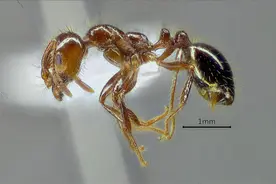 红火蚁肆虐澳大利亚，23人被咬后住院图片