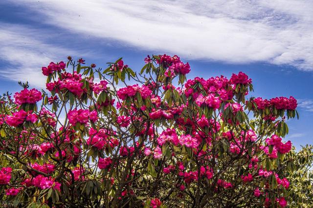被严重低估的贵州毕节：这100多平方公里的杜鹃，不看真的会后悔
