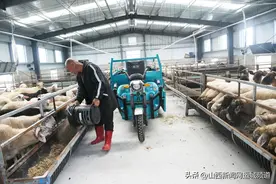 闻喜县阳隅镇：“羊经济”火了村集体图片