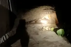 吓懵！广东一废弃房屋有三十多斤大蟒蛇出没，粗壮蛇身缠成一团，周边还有几颗蛇蛋图片