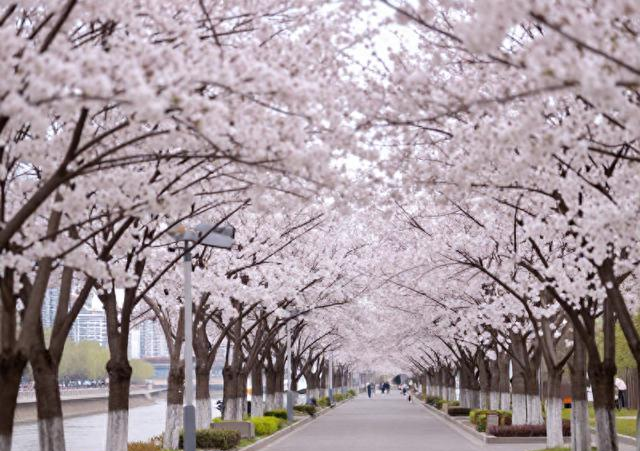 兰州读者大道火了！紫叶李开成粉色隧道，书香与花香撞个满怀