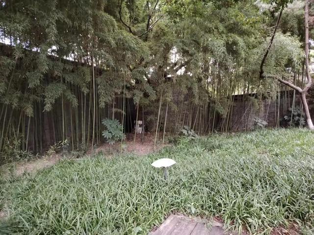 又来浙江乌镇西栅，感受木心似水年华