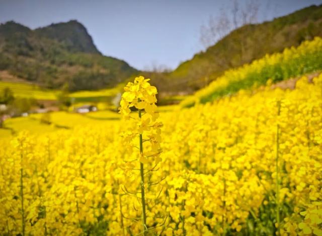万亩花海迎宾客！第三届“诗韵大河·金色花海”农文旅推介暨促消费活动预告来啦～
