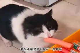 “流浪猫进超市偷火腿肠”后续！每天被几十万人围观，结局很暖心图片