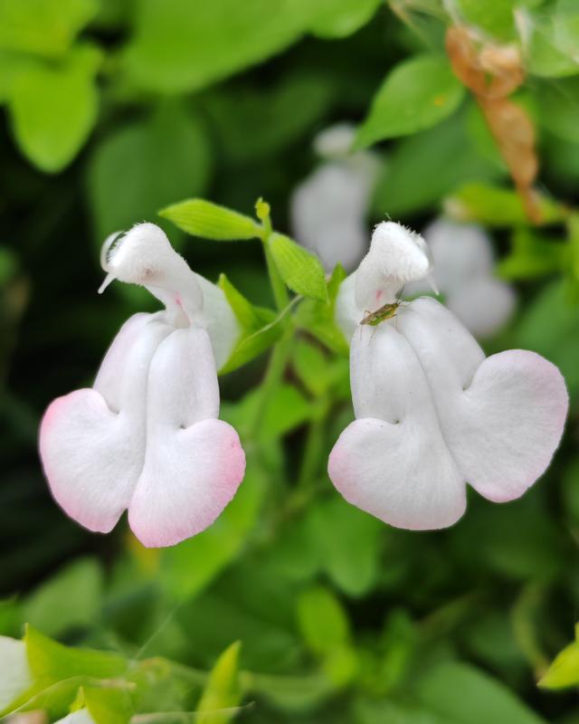 繁花似锦的秋天