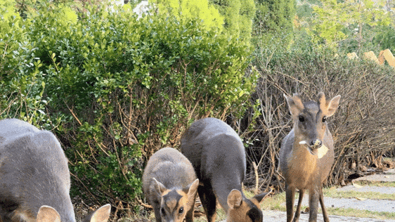 又美又可爱的西海岸！总要来一次！