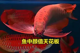 寿命超长！这些淡水鱼不仅是观赏佳品，更是岁月的见证者！图片