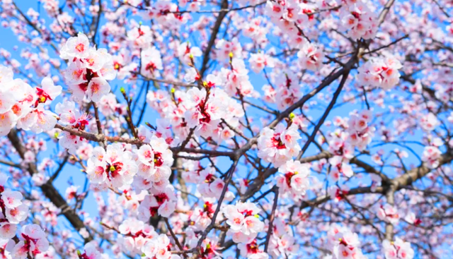 你好，4月！（附杏花攻略）