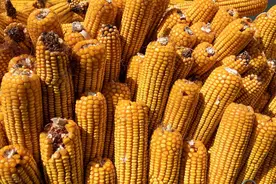 玉米继续持续下滑，但新一轮的上涨也在“酝酿中”，涨势会更大！图片