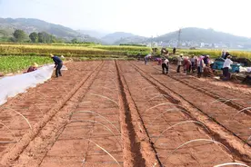 农村取消“分田单干”，实行集中统一经营更好图片