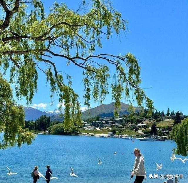为何说新西兰没几个中国人待得住？网友：待了几个月，都快疯了！