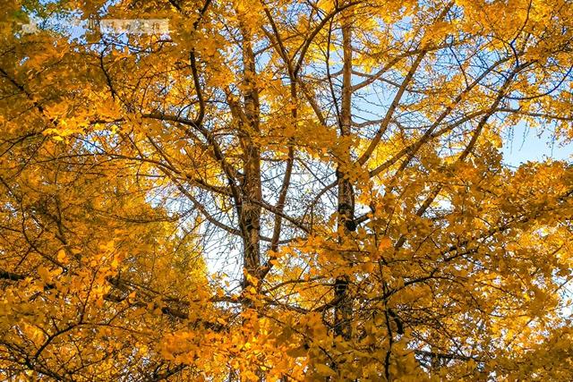 11月的云南腾冲，3000株银杏迎来黄金观赏期，美成人间仙境！