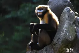 动静深度丨神奇生物在贵州图片