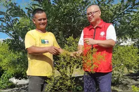 荒山石地结“金米”——全州县因地制宜发展金槐产业观察图片