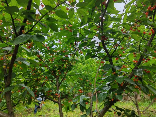 “恩桃儿”熟了!两江新区樱桃进入最佳采摘期,速冲!