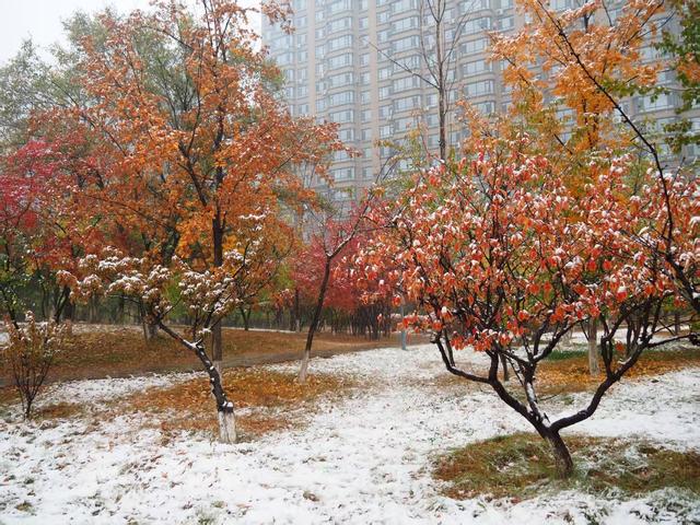秋之彩色吉林｜未等枫叶落，白雪已登场！榆树上演“秋日童话”
