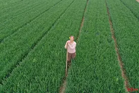 出游归来的麦子阿姨：收完麦子还想往北走，去内蒙古看看大草原图片