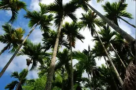 探秘槟榔的神奇果皮——大腹皮与大腹毛图片