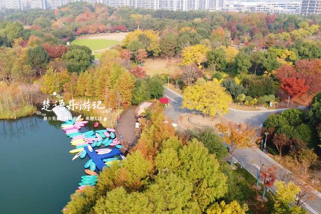 浙江宁波这片水上森林又出圈，色彩缤纷堪比油画，但一周后会更美