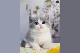 梦见猫咪是什么预兆图片